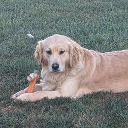 Golden Retrievers and Labrador Retrievers from Robertson's Retrievers & Doodles