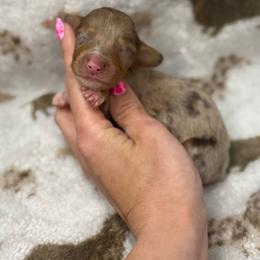 Sneezy AKC - Dapple male Dachshund puppy in Oklahoma City, Oklahoma from Barrett’s Doxie Farm