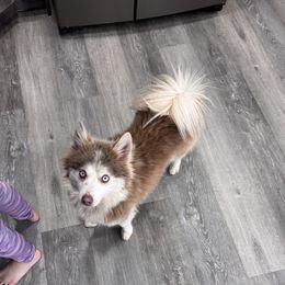 Gypsy - Pomsky