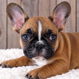 Sharon - Fawn female French Bulldog puppy in Warm Springs, Arkansas from State Line Dachshunds & Frenchies
