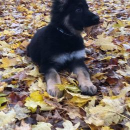 German Shepherd Puppies from Hacker Haus GSDs
