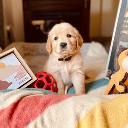 Golden Retriever Puppies from TaylerMade Goldens