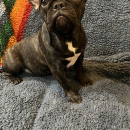 Lily - French Bulldog puppy in California from Nalas Frenchies