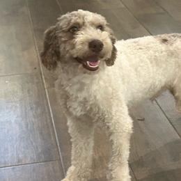 Beamer - Goldendoodle