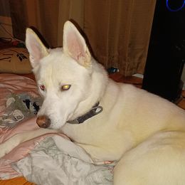 Odin - Siberian Husky