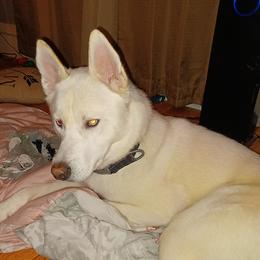 Odin - Siberian Husky
