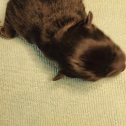 Pomeranian Puppies from PepperJack Poms