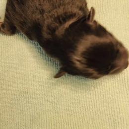 Pomeranian Puppies from PepperJack Poms