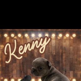 French Bulldog Puppies from Family Farm Frenchies