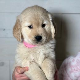 Willow - Light golden female Golden Retriever puppy in Phillips, Wisconsin from Alfalfa Lane Adventures