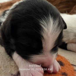 One - Black tri-color female Australian Shepherd puppy in Albany, Oregon from Red Cloud Australian Shepherds and DeGray Great Danes & Bulldogs