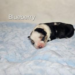 Blueberry - Blue merle male Miniature Australian Shepherd puppy in Owensboro, Kentucky from JnT's Bluegrass Mini Aussies