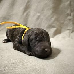 Kiara - Yellow Band Girl - Brown female Poodle puppy in Plainfield, New Jersey from Caris Paws Poodles and Labradoodles