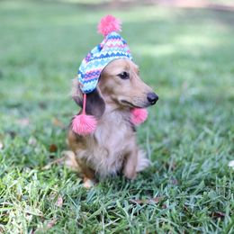 Josie - Dachshund