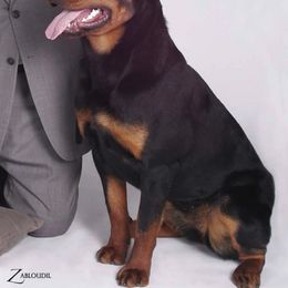 Rottweiler Puppies from PrinceHaus Rottweilers