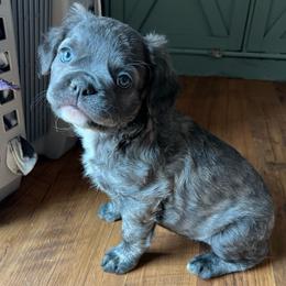 Jesse (FLUFFY) - Blue female French Bulldog puppy in Bend, Oregon from High Lakes Frenchies