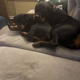 Rottweiler Puppies from BNB Rotts