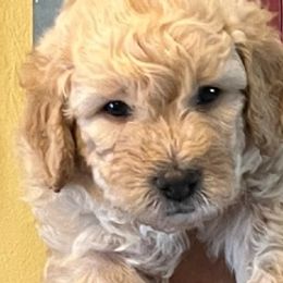 Goldendoodles from Goldendoodles Jubilee