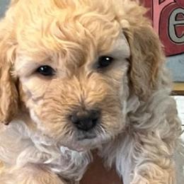 Goldendoodles from Goldendoodles Jubilee