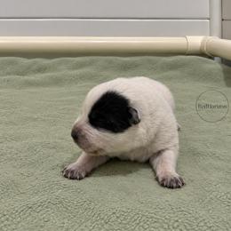 Inky - Blue speckled female Australian Cattle Dog puppy in Scurry, Texas from RedHorizon AKC Australian Cattle Dogs (Heelers)