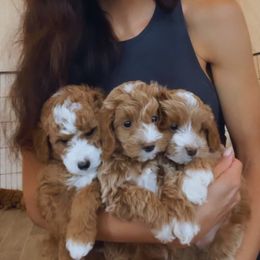 Goldendoodle Puppies from Paddington Doodles