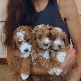 Goldendoodle Puppies from Paddington Doodles