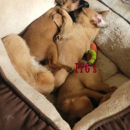 Brussels Griffon Puppies from Fretwell's Fabulous Griffons