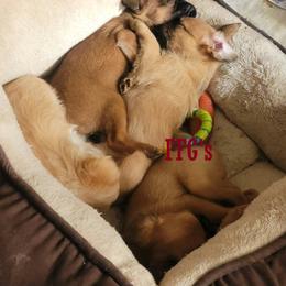 Brussels Griffon Puppies from Fretwell's Fabulous Griffons