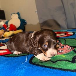 Pumpkin - Chocolate and tan male Dachshund puppy in Bakersfield, California from Dreaming of Dachshunds