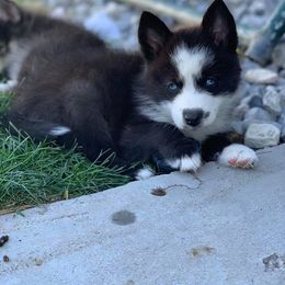 Pomsky Puppies from Red Rock Ranch Breeders