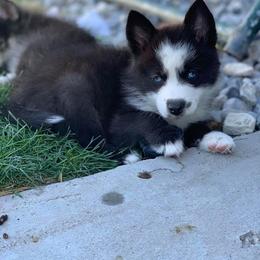 Pomsky Puppies from Red Rock Ranch Breeders