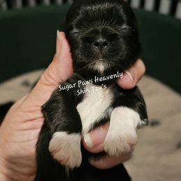Betty - Black and white female Shih Tzu puppy in Havelock, North Carolina from Sugar Paws Heavenly Shih Tzu’s