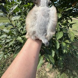 Solid Sabel - Wheaten female Miniature Schnauzer puppy in Big Point, Mississippi from Lorraine's Miniature Schnauzers