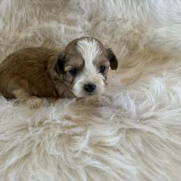 Brown sable boy - Gold and white male Shihpoo puppy in Newark, Ohio from Gemini Kennels