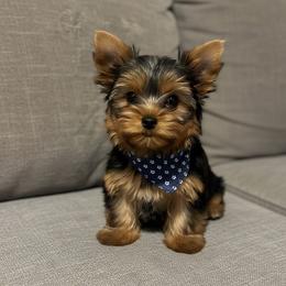 Boy 2 - Black and tan male Yorkshire Terrier puppy in Mobile, Alabama from Southern Elite Yorkies