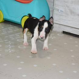Blue collar male - Black tan and white male Miniature Bull Terrier puppy in Fontana, California from JLB Beagles & MBT