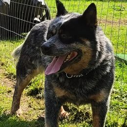 Bear - Australian Cattle Dog