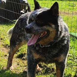 Bear - Australian Cattle Dog