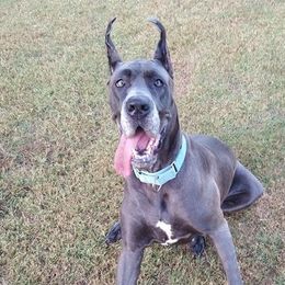 Great Danes from Harmony Hills Danes