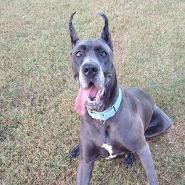 Great Danes from Harmony Hills Danes