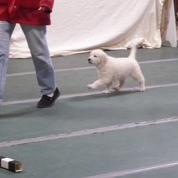 Golden Retriever Puppies from Barafields Golden Retrievers