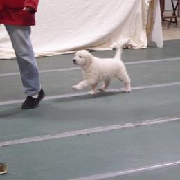 Golden Retriever Puppies from Barafields Golden Retrievers
