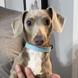 Roux - Dachshund