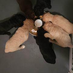 Goldendoodle Puppies from Honey's Bunches