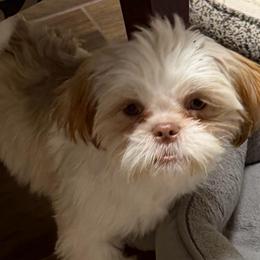Randy - Gold and white male Shih Tzu puppy in Victorville, California from RUMBLE n TUMBLE