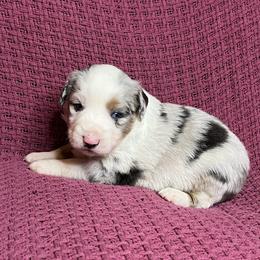 Blue Merle Male - Blue merle male Miniature Australian Shepherd puppy in Taunton, Massachusetts from Checkered Flag Champions Mini Aussies