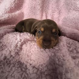 Schatzi - Chocolate and tan male Dachshund puppy in Opelika, Alabama from Dachshund Darlins