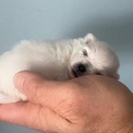 Windsor - White male Pomeranian puppy in Charlotte, North Carolina from Kouture Pomeranians