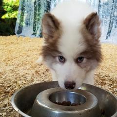 Native American Indian Dog Puppies from Night Eyes NAIDs