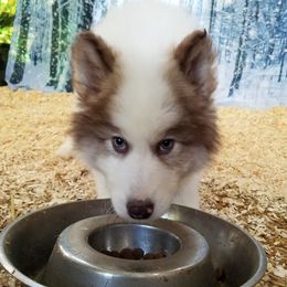 Native American Indian Dog Puppies from Night Eyes NAIDs